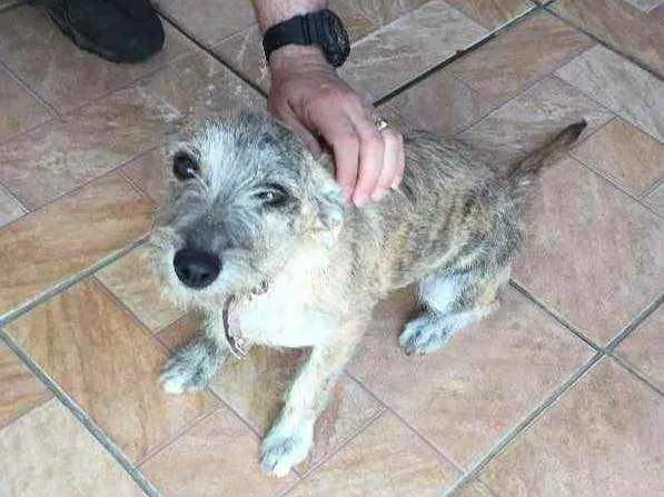 Cachorro ra a SRD idade 2 a 6 meses nome Ariel