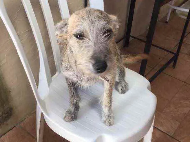Cachorro ra a SRD idade 2 a 6 meses nome Ariel