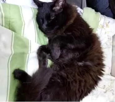 Gato ra a Srd  idade 3 anos nome Belíssima gatinha