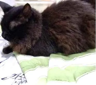 Gato ra a Srd  idade 3 anos nome Belíssima gatinha