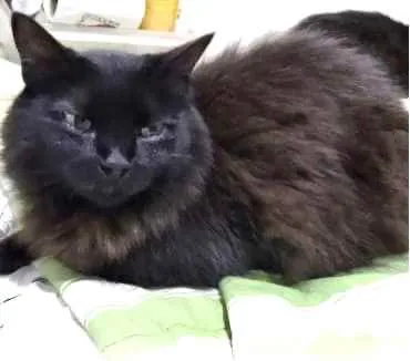 Gato ra a Srd  idade 3 anos nome Belíssima gatinha