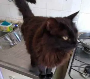 Gato ra a Srd  idade 3 anos nome Belíssima gatinha