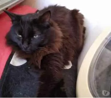 Gato ra a Srd  idade 3 anos nome Belíssima gatinha