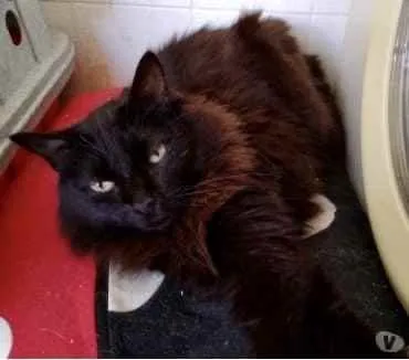 Gato ra a Srd  idade 3 anos nome Belíssima gatinha