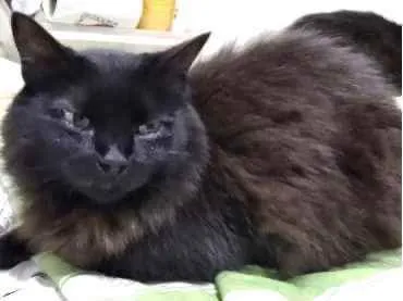Gato ra a Srd  idade 3 anos nome Belíssima gatinha