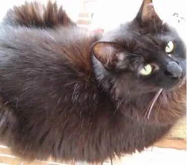 Gato ra a Srd idade 3 anos nome Belíssima gatinha 