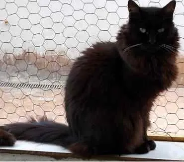 Gato ra a Srd idade 3 anos nome Belíssima gatinha 