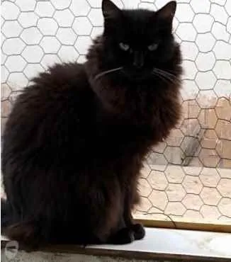 Gato ra a Srd idade 3 anos nome Belíssima gatinha 