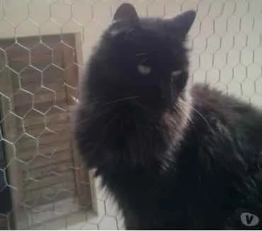 Gato ra a Srd idade 3 anos nome Belíssima gatinha 