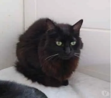 Gato ra a Srd idade 3 anos nome Belíssima gatinha 