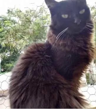 Gato ra a Srd idade 3 anos nome Belíssima gatinha 