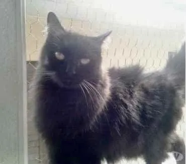 Gato ra a Srd idade 3 anos nome Belíssima gatinha 