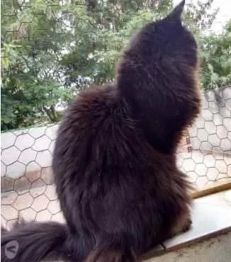 Gato ra a Srd idade 3 anos nome Belíssima gatinha 