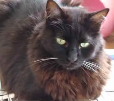 Gato ra a Srd idade 3 anos nome Belíssima gatinha 