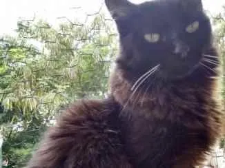 Gato ra a Srd idade 3 anos nome Belíssima gatinha 