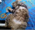 Tigue lindo gatinho
