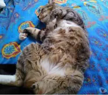 Gato ra a Srd tigrado  idade 2 anos nome Tigue lindo gatinho
