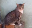 Tigue lindo gatinho
