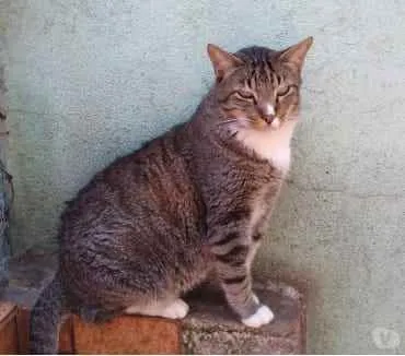 Gato ra a Srd tigrado  idade 2 anos nome Tigue lindo gatinho