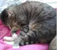 Tigue lindo gatinho