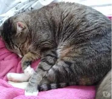 Gato ra a Srd tigrado  idade 2 anos nome Tigue lindo gatinho