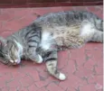 Tigue lindo gatinho