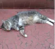 Tigue lindo gatinho