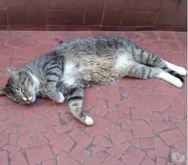 Gato ra a Srd tigrado  idade 2 anos nome Tigue lindo gatinho