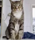 Tigue lindo gatinho