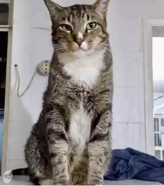 Gato ra a Srd tigrado  idade 2 anos nome Tigue lindo gatinho