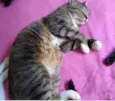 Tigue lindo gatinho