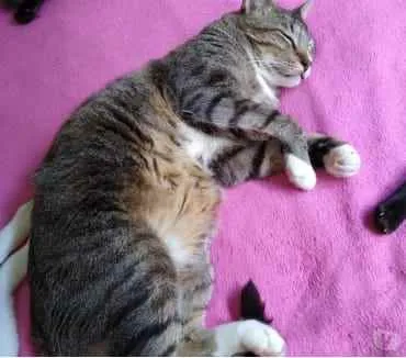 Gato ra a Srd tigrado  idade 2 anos nome Tigue lindo gatinho