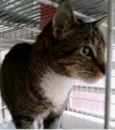 Tigue lindo gatinho