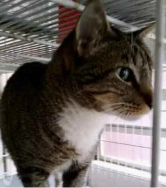 Gato ra a Srd tigrado  idade 2 anos nome Tigue lindo gatinho