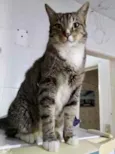 Tigue lindo gatinho