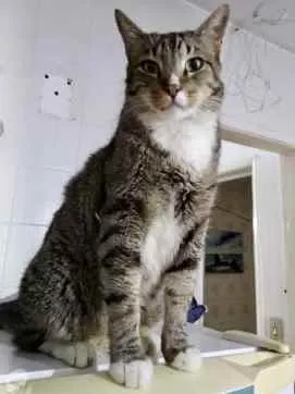 Gato ra a Srd tigrado  idade 2 anos nome Tigue lindo gatinho