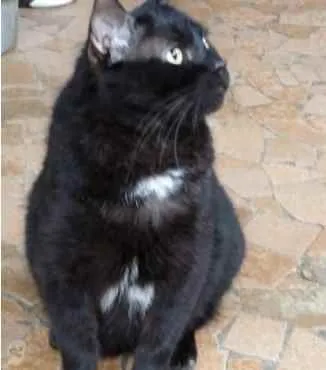 Gato ra a Srd  idade 1 ano nome Jesus lindo gatinho 