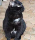 Jesus lindo gatinho