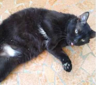 Gato ra a Srd  idade 1 ano nome Jesus lindo gatinho 