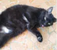 Jesus lindo gatinho
