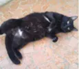 Jesus lindo gatinho
