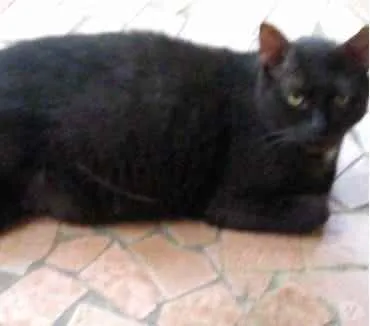 Gato ra a Srd  idade 1 ano nome Jesus lindo gatinho 