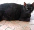 Jesus lindo gatinho