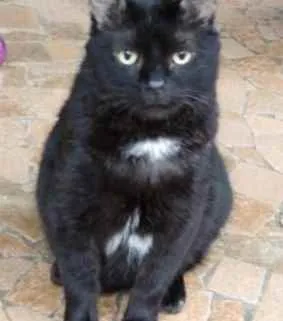 Gato ra a Srd  idade 1 ano nome Jesus lindo gatinho 