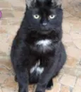 Jesus lindo gatinho
