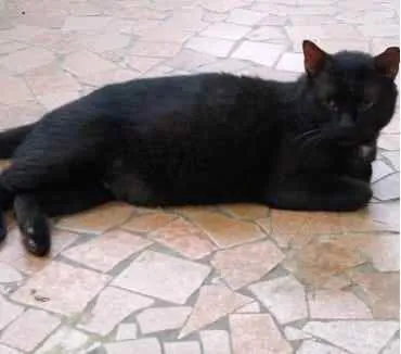 Gato ra a Srd  idade 1 ano nome Jesus lindo gatinho 