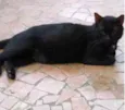 Jesus lindo gatinho