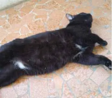 Gato ra a Srd  idade 1 ano nome Jesus lindo gatinho 