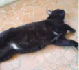 Jesus lindo gatinho