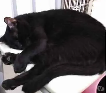 Gato ra a Srd  idade 1 ano nome Jesus lindo gatinho 